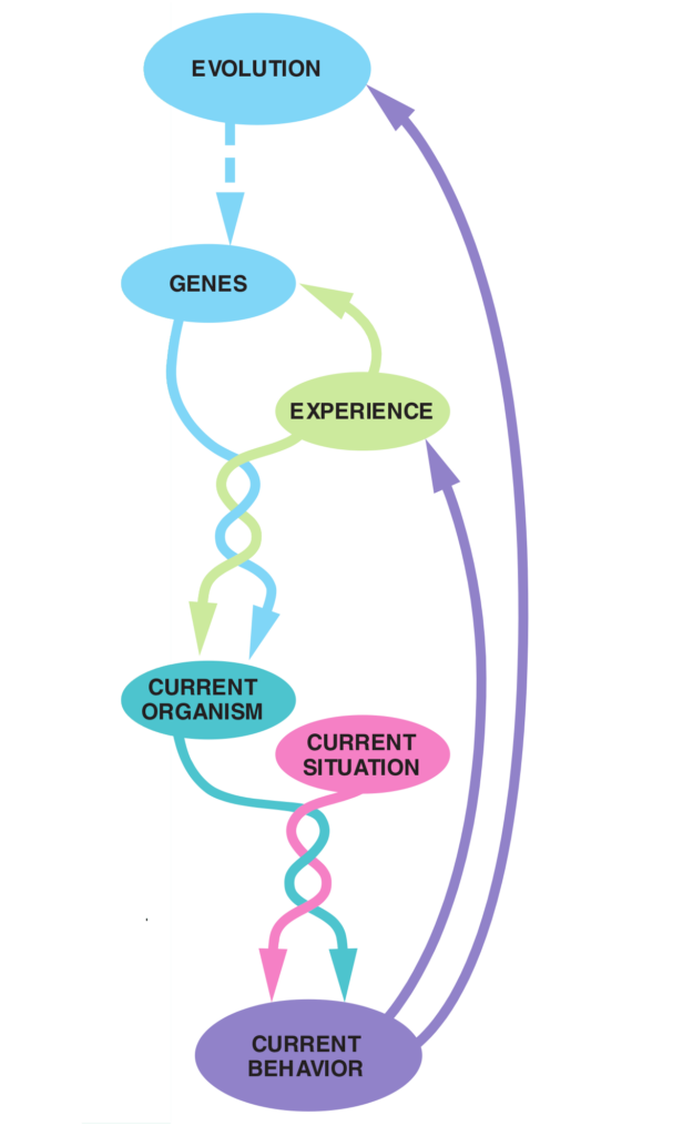 Display 2: Nature and Nurture as fundamentals of behavior