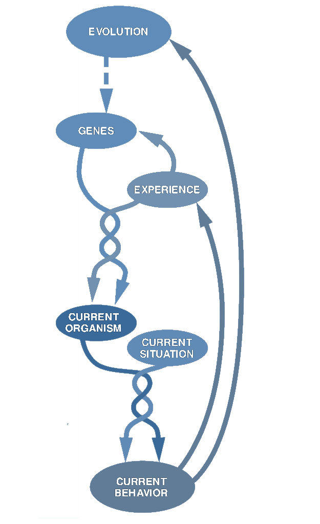 Display 3: Plasticity as the bridge between inherited structure and learned behavior